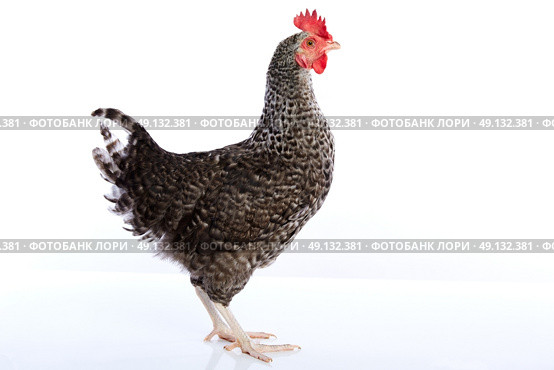 Coucou Cou Marans hen original from France on white background. Стоковое фото, агентство Ingram Publishing / Фотобанк Лори