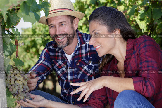 couple of farmers checking crop of grapes on ecological farm. Стоковое фото, агентство Ingram Publishing / Фотобанк Лори