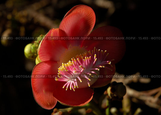 Couroupita guianensis, Cannon Ball Tree, Курупита гвианская, Пушечное дерево. Экзотический цветок. Стоковое фото, фотограф Eleanor Wilks / Фотобанк Лори