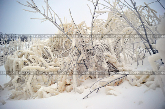 Covered with a large layer of ice tree branches. Стоковое фото, фотограф Анна Кривицкая / Фотобанк Лори
