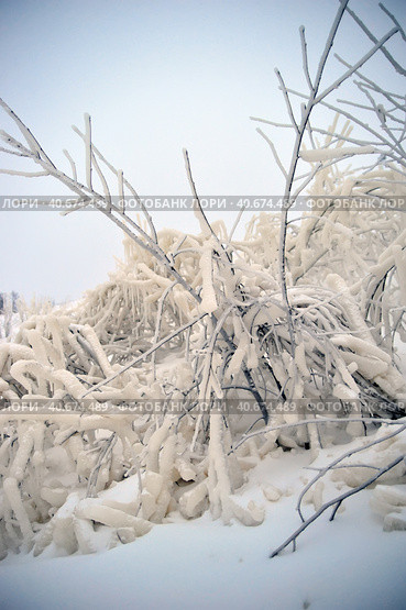 Covered with a large layer of ice tree branches. Стоковое фото, фотограф Анна Кривицкая / Фотобанк Лори