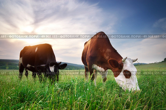 Cow in meadow. Rural composition. Стоковое фото, агентство Ingram Publishing / Фотобанк Лори
