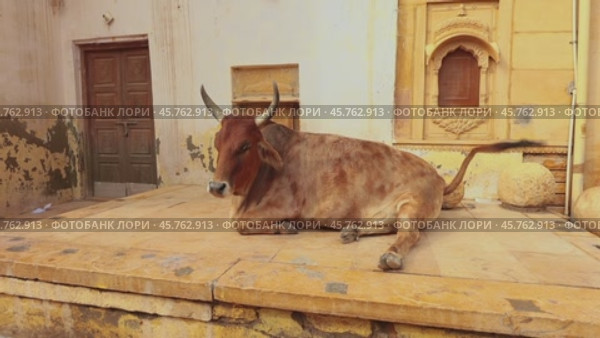 Cow on street in India Constitution of India mandates the protection of cows in Rajasthan, India (2021 год). Стоковое видео, видеограф Андрей Армягов / Фотобанк Лори