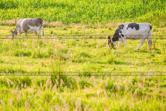 Cows graze on a juicy meadow on a summer day. Стоковое фото, фотограф Дмитрий Попов / Фотобанк Лори