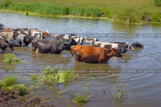 Cows wade cross the river. Стоковое фото, фотограф Олег Жуков / Фотобанк Лори