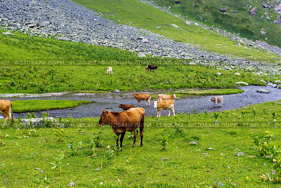 Cows with calves in a meadow in the highlands. Стоковое фото, фотограф Алексей Яговкин / Фотобанк Лори