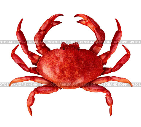 Crab isolated on a white background as fresh seafood or shellfish food concept as a complete red shell crustacean in an overhead view isolated on a white background. Стоковое фото, агентство Ingram Publishing / Фотобанк Лори