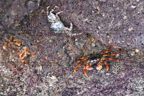 Crabs. Sultanate of Oman. Стоковое фото, фотограф Знаменский Олег / Фотобанк Лори