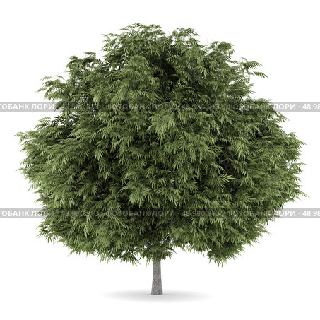 crack willow tree isolated on white background. Стоковое фото, агентство Ingram Publishing / Фотобанк Лори
