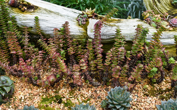 Crassula perforata, known as string of buttons, with stacked spiral leaves in green and red hues, growing in a rocky garden bed with driftwood accents. Стоковое фото, фотограф Татьяна Терехина / Фотобанк Лори
