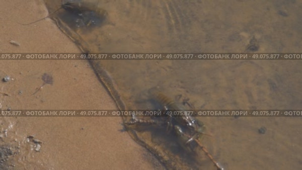 Crayfish in Shallow Water by a Sandy Shore. Natural behavior in their aquatic habitat is evident, showcasing crustaceans in a calm, shallow riverbed setting. Стоковое видео, видеограф Александр Прошкин / Фотобанк Лори