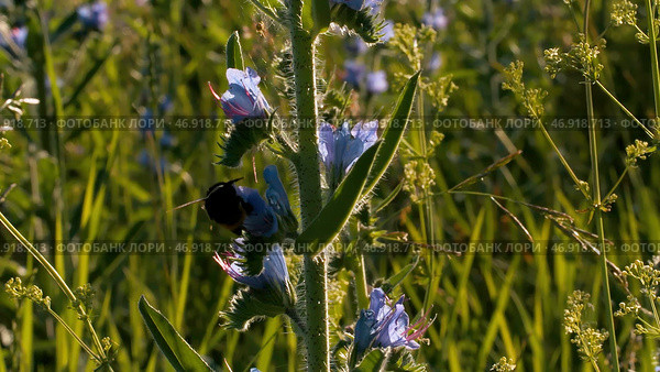 Creative.Green grass where bumblebees collect nectar from flowers and spiders weave webs in the sun. Стоковое фото, фотограф David Kashakhi / Фотобанк Лори