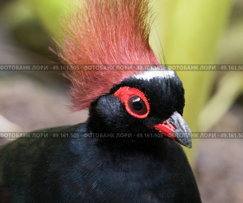 Crested Partridge portrait member of the pheasant family. Стоковое фото, агентство Ingram Publishing / Фотобанк Лори