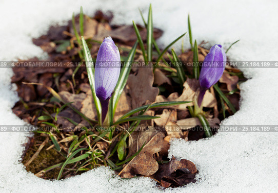 Crocus flower in the snow. Стоковое фото, фотограф Надежда Болотина / Фотобанк Лори