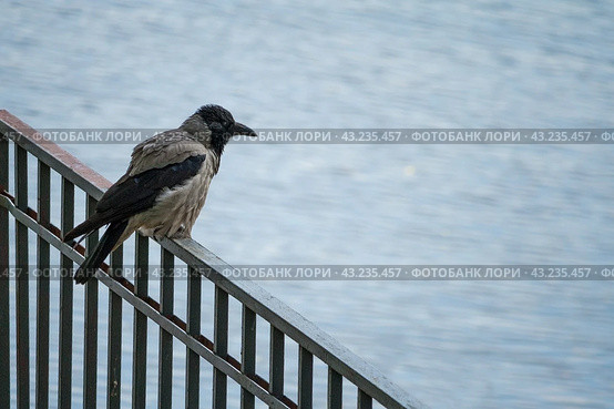 Crow on the metal fence looks at the water. Стоковое фото, фотограф Михаил Строгалев / Фотобанк Лори