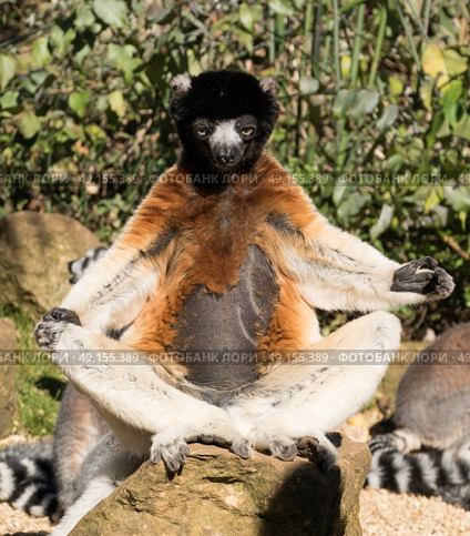 Crowned Sifaka relaxing in the yoga position in the sunshine. Стоковое фото, агентство Ingram Publishing / Фотобанк Лори