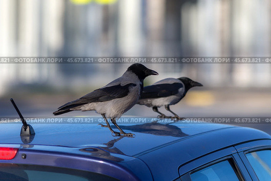 Crows on the roof. Стоковое фото, фотограф Argument / Фотобанк Лори