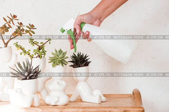 Cultivation of succulent plants. Caring for houseplants at home. Homemade flowers. Juicy. Стоковое фото, фотограф Photojuli / Фотобанк Лори