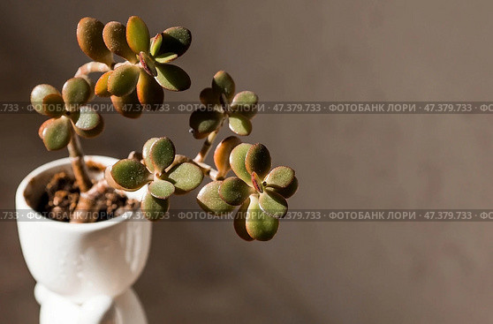 Cultivation of succulent plants. Caring for houseplants at home. Homemade flowers. Juicy. Стоковое фото, фотограф Photojuli / Фотобанк Лори