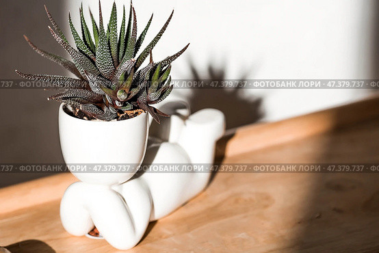 Cultivation of succulent plants. Caring for houseplants at home. Homemade flowers. Juicy. Стоковое фото, фотограф Photojuli / Фотобанк Лори