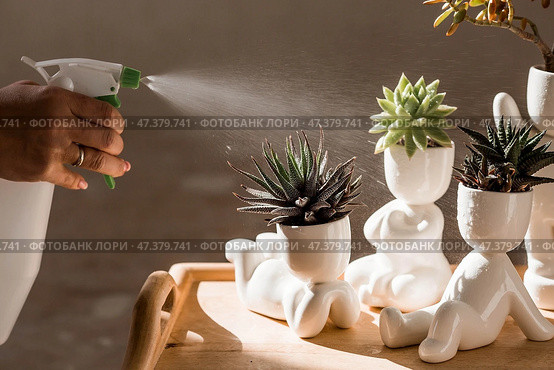 Cultivation of succulent plants. Caring for houseplants at home. Homemade flowers. Juicy. Стоковое фото, фотограф Photojuli / Фотобанк Лори