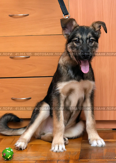 Cur puppy sitting at home on a wooden floor. Стоковое фото, фотограф Анна Кривицкая / Фотобанк Лори