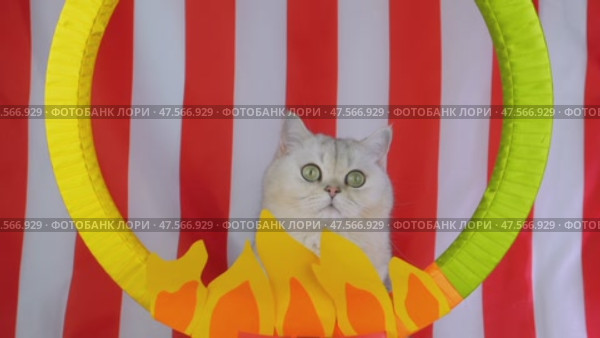 Curious cat performing trick through hoop against striped circus background. Стоковое видео, видеограф Zakharova Natasha / Фотобанк Лори