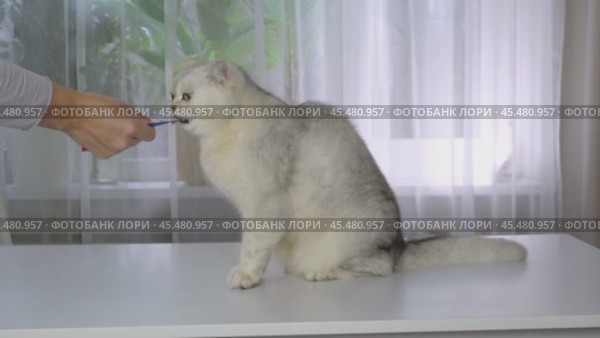 Curious cat treats himself to a treat with human hand and item in a bright room. Стоковое видео, видеограф Zakharova Natasha / Фотобанк Лори