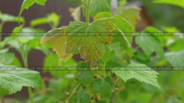 Currant and gooseberry leaf spot. Curling puckering sick blister leaves close-up. Small, dark yellow orange spots on the plant. Puckered blistered leaves distorted by aphids. Yellowish green foliage. Стоковое видео, видеограф Марина Демидюк / Фотобанк Лори