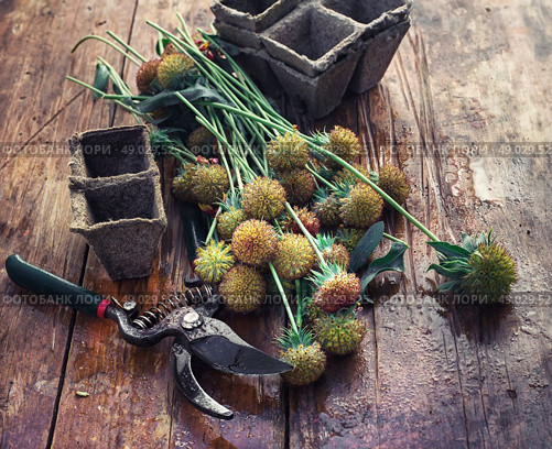 Cut autumn plants. sheaf of cut plants on the background of secateurs on wooden table. Стоковое фото, агентство Ingram Publishing / Фотобанк Лори