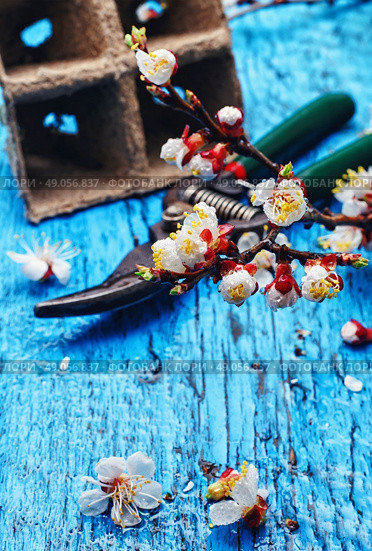 Cut flowering branch of cherry,peat pot and the shears. Стоковое фото, агентство Ingram Publishing / Фотобанк Лори