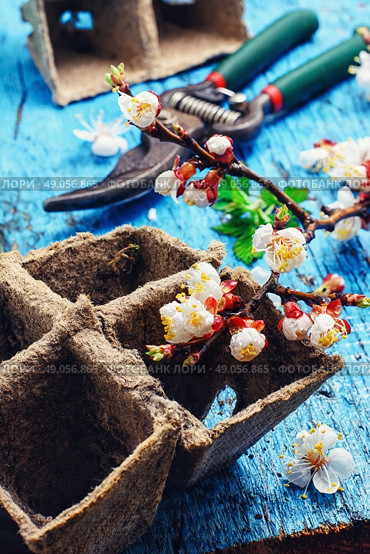 Cut flowering branch of cherry,peat pot and the shears. Стоковое фото, агентство Ingram Publishing / Фотобанк Лори