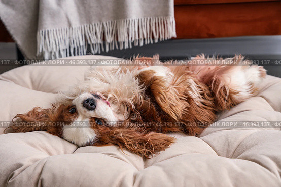 Cute cavalier King Charles spaniel lying on back in pet bed at home. Стоковое фото, фотограф Pixel_shot / Фотобанк Лори
