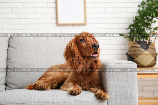 Cute cocker spaniel lying on sofa at home. Стоковое фото, фотограф Pixel_shot / Фотобанк Лори