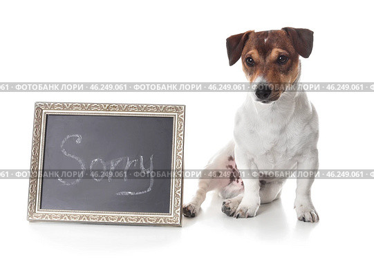 Cute dog and chalkboard with word SORRY on white background. Стоковое фото, фотограф Pixel_shot / Фотобанк Лори
