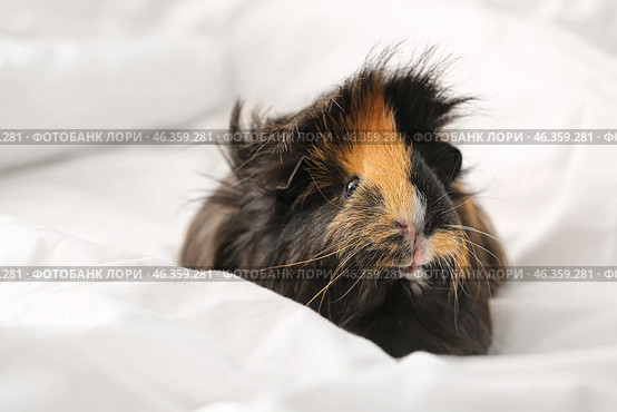 Cute guinea pig on white linen in bed. Стоковое фото, фотограф Pixel_shot / Фотобанк Лори