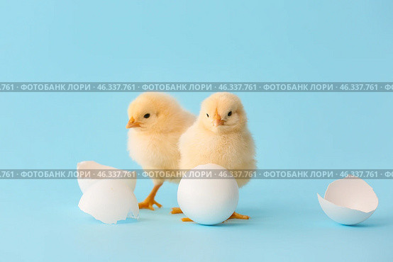 Cute hatched chicks on color background. Стоковое фото, фотограф Pixel_shot / Фотобанк Лори