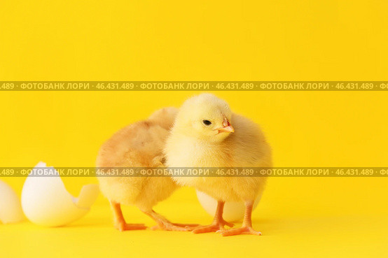 Cute hatched chicks on color background. Стоковое фото, фотограф Pixel_shot / Фотобанк Лори