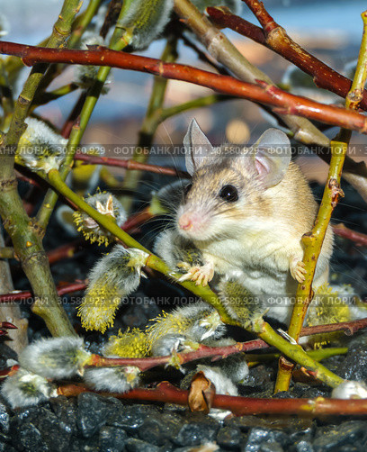 Cute mouse among the branches of flowering willow. Стоковое фото, фотограф Евгений Харитонов / Фотобанк Лори