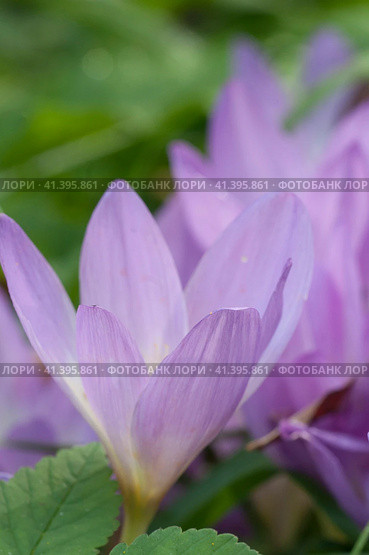 Cute pink colchicum flowers close up. Стоковое фото, фотограф Александр Курлович / Фотобанк Лори