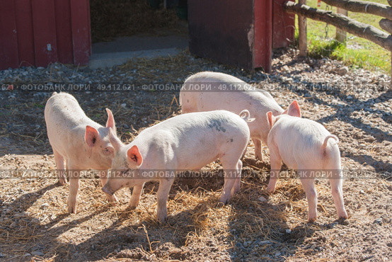 Cute pink piglets in a pigsty at a farm. Стоковое фото, агентство Ingram Publishing / Фотобанк Лори
