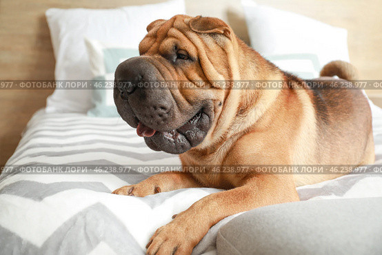 Cute Shar-Pei dog lying on bed at home. Стоковое фото, фотограф Pixel_shot / Фотобанк Лори