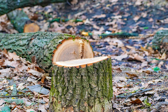 cutting down an alley with oak trees for the construction of multi-storey residential buildings and a highway. a sawn tree. stump. selective focus. Стоковое фото, фотограф Антон Вахрушев / Фотобанк Лори