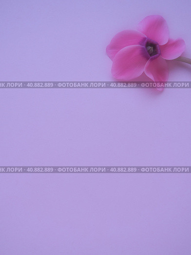Cyclamen flower side view on pink purple background with blurred tender focus. One flower with five petals, Stem without leaves. Copy space. Foggy effect. Beautiful exquisite cyclamen flower postcard. Стоковое фото, фотограф Юлия Петровская / Фотобанк Лори