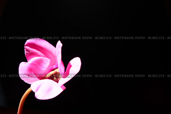 Cyclamen, or Alpine violet, is a genus of plants in the subfamily Myrsinoideae of the family Primulaceae. Pink cyclamen on a black background. Copy space. Postcard, invitation or congratulation. Стоковое фото, фотограф Юлия Петровская / Фотобанк Лори