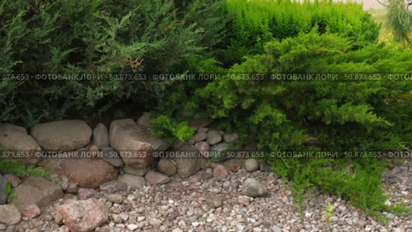Cypress genus Juniper medium Gold Kissen in the yard pathway. Landscaping, path design. Decorative conifer Evergreen Juniperus squamata Green Carpet. Ornamental dwarf blue silver plant. Stone garden. Стоковое видео, видеограф Марина Демидюк / Фотобанк Лори