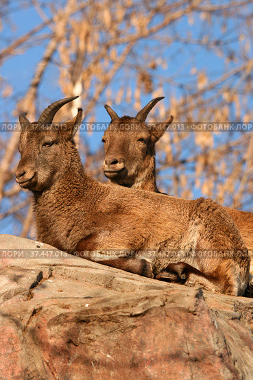 Дагестанские туры ( Восточнокавказский тур, Capra cylindricornis) Стоковое фото, фотограф Щеголева Ольга / Фотобанк Лори