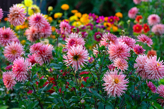 Dahlia flower bloom, pink garden nature, colorful vibrant petal. Стоковое фото, фотограф Elena Grishina / Фотобанк Лори