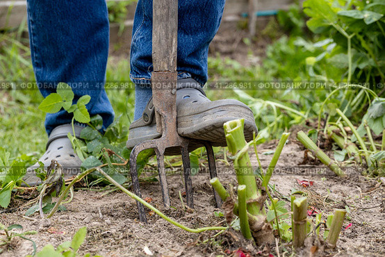 dahlia tubers just lifted for overwintering. Стоковое фото, фотограф Ольга Сейфутдинова / Фотобанк Лори