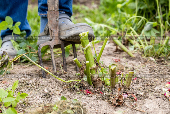 dahlia tubers just lifted for overwintering. Стоковое фото, фотограф Ольга Сейфутдинова / Фотобанк Лори